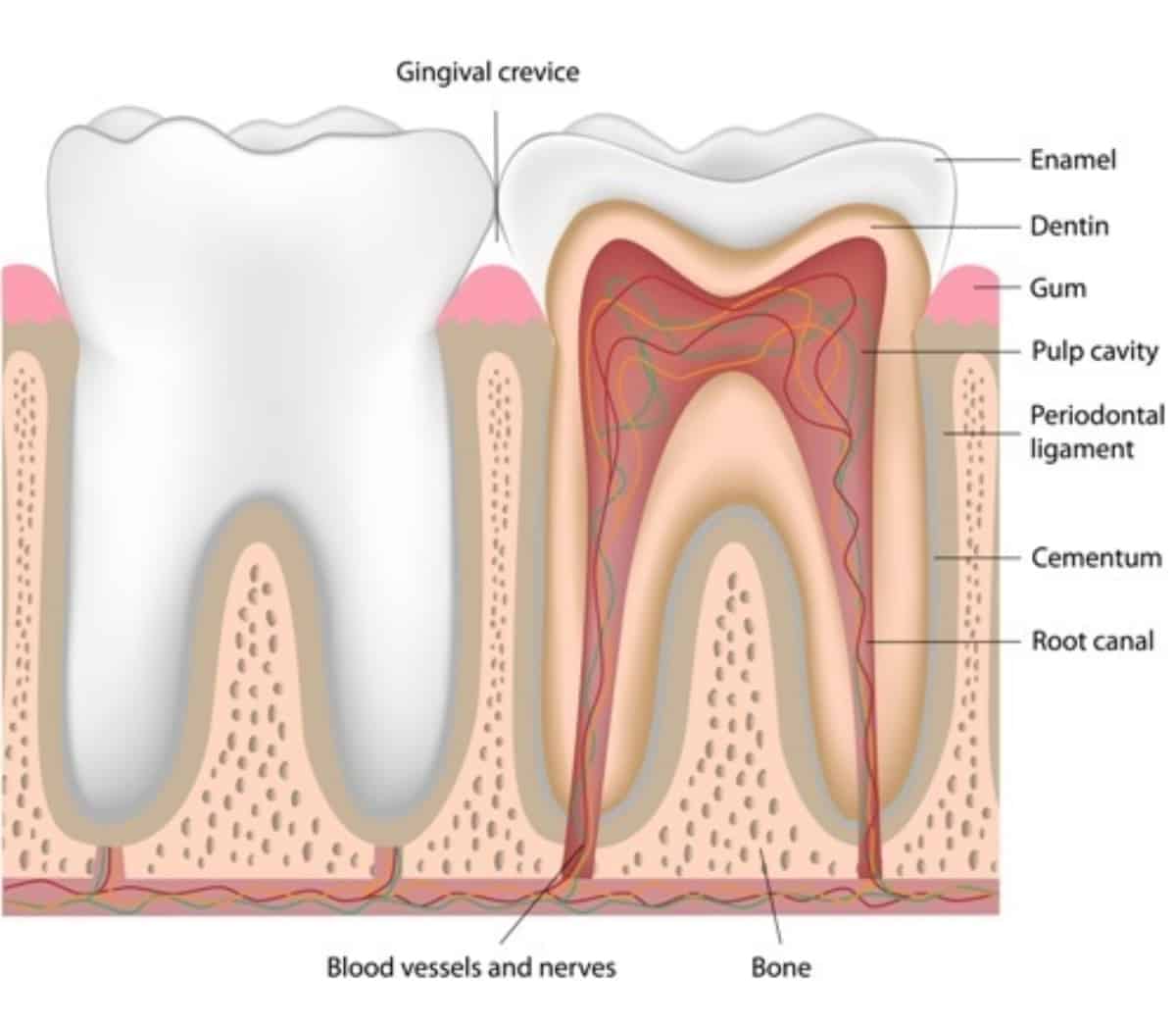 What Is The Periodontal Ligament PDL ArchWired