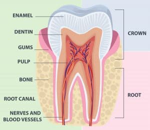 Tooth_Anatomy_3