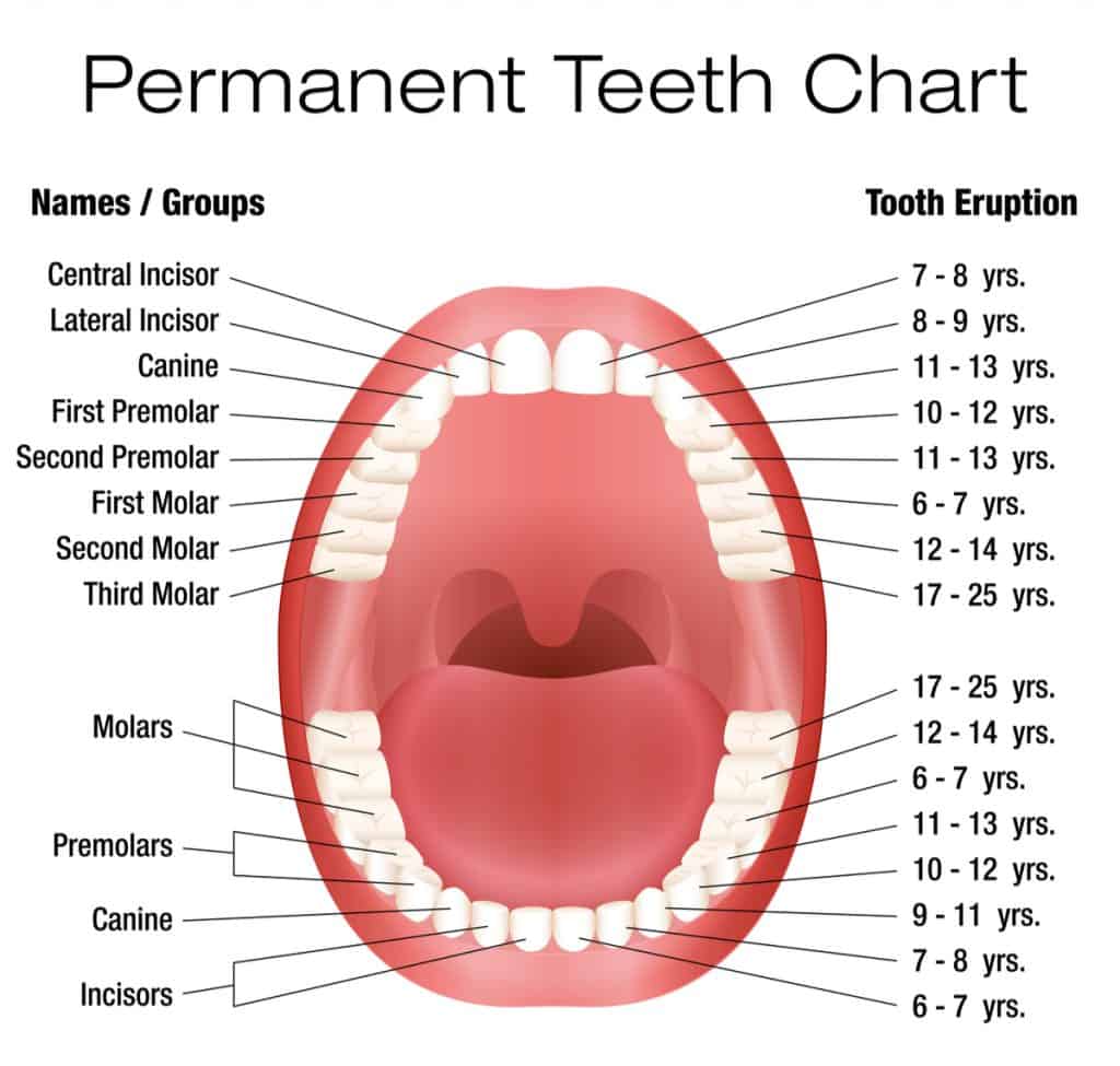 Molar Tooth Diagram