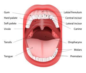 Anatomy_of_Mouth_2